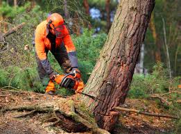 Best Tree Disease Treatment  in Great Notch, NJ